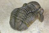 Gerastos Trilobite Fossil - Foum Zguid, Morocco #145739-4